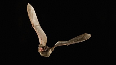 蝙蝠为何撞向风力发电机？新研究揭示视觉误导之谜