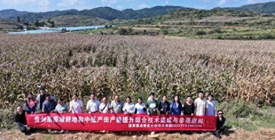 贵州福泉：坡耕地改良示范田实现增产两成以上