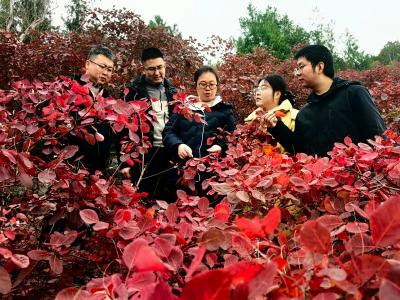 科技着色长江岸，三峡红叶映红振兴路