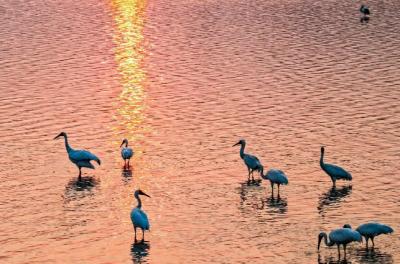 鄱湖鹤影 数字羽翼护航生命远征