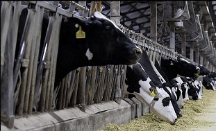 中国牧场引入高速无痛注射技术，奶牛健康迈入新阶段