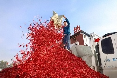 椒乡巨变：科技赋能，四十万亩火红产业铺就富民路